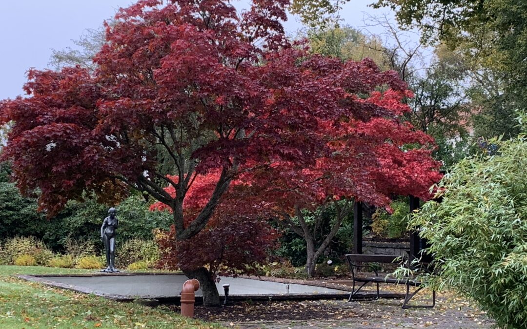 November i Svenmanska parken